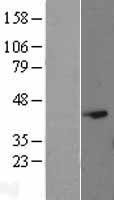 EAPP Human Over-expression Lysate