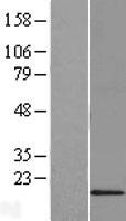 C6orf35 (TMEM242) Human Over-expression Lysate