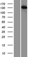 TIP120A (CAND1) Human Over-expression Lysate