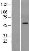 PDP1 Human Over-expression Lysate