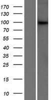 NRIP (DCAF6) Human Over-expression Lysate
