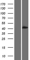 ALLC Human Over-expression Lysate