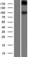 GPR48 (LGR4) Human Over-expression Lysate