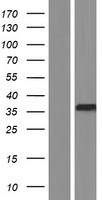 LRRC59 Human Over-expression Lysate