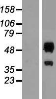 ERMAP Human Over-expression Lysate