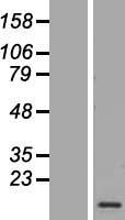 CAMK2N1 Human Over-expression Lysate