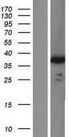 IMPACT Human Over-expression Lysate