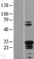 ZC4H2 Human Over-expression Lysate