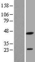 PXMP2 Human Over-expression Lysate