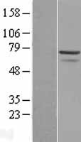 Myoneurin (MYNN) Human Over-expression Lysate