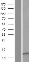 LENEP Human Over-expression Lysate