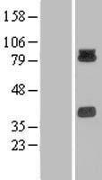 PCDHB15 Human Over-expression Lysate