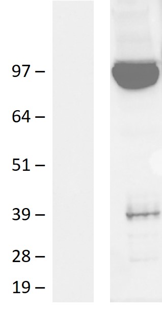 PCDHGB3 Human Over-expression Lysate