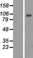 PCDHGB2 Human Over-expression Lysate