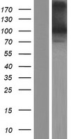 PCDHGA9 Human Over-expression Lysate