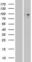 PCDHGA6 Human Over-expression Lysate