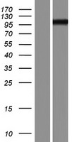 PCDHGA5 Human Over-expression Lysate
