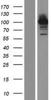 PCDHGA3 Human Over-expression Lysate