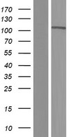 PCDHA7 Human Over-expression Lysate