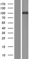 PCDHA3 Human Over-expression Lysate