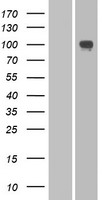 PCDHA2 Human Over-expression Lysate