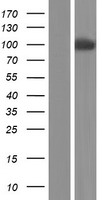 PCDHA11 Human Over-expression Lysate