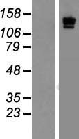 LAMC2 Human Over-expression Lysate