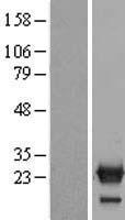 NXT2 Human Over-expression Lysate