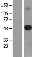 LANCL2 Human Over-expression Lysate