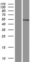 SLC30A10 Human Over-expression Lysate