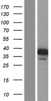 NSFL1C Human Over-expression Lysate