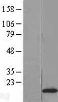 DAP13 (NDUFA12) Human Over-expression Lysate
