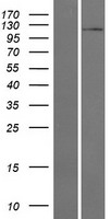 MIOS Human Over-expression Lysate