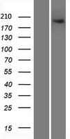 XRN1 Human Over-expression Lysate