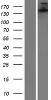 SH3TC1 Human Over-expression Lysate