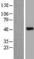 ELP4 Human Over-expression Lysate