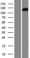 PCDH18 Human Over-expression Lysate