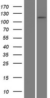 ADAMTSL4 Human Over-expression Lysate