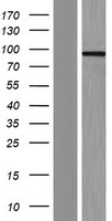 CCHCR1 Human Over-expression Lysate
