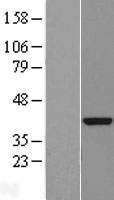 C1orf218 Human Over-expression Lysate