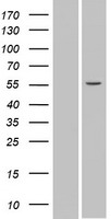 SPATA6 Human Over-expression Lysate