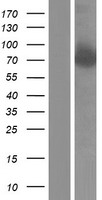 PAF1 Human Over-expression Lysate