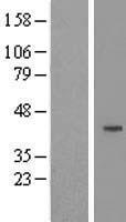 Cyclin J (CCNJ) Human Over-expression Lysate
