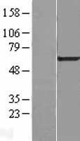 DDX56 Human Over-expression Lysate