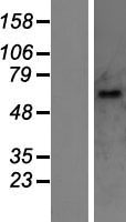 UGT1A10 Human Over-expression Lysate