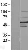 DMAP1 Human Over-expression Lysate