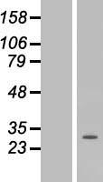 CRLS1 Human Over-expression Lysate