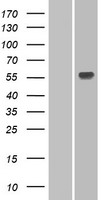 UGT1A3 Human Over-expression Lysate