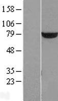 PUS7 Human Over-expression Lysate