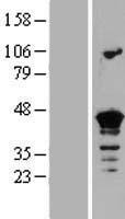 Septin 3 (SEPT3) Human Over-expression Lysate